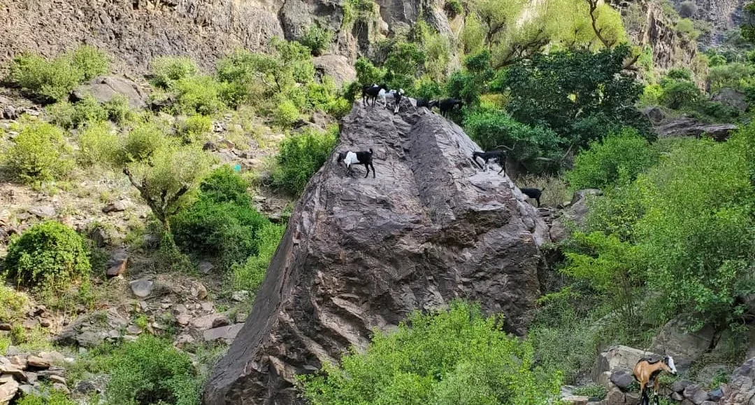 تعز كارثة بيئة