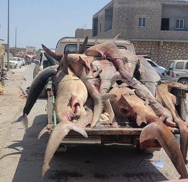 سقطرى تجريف الأسماك